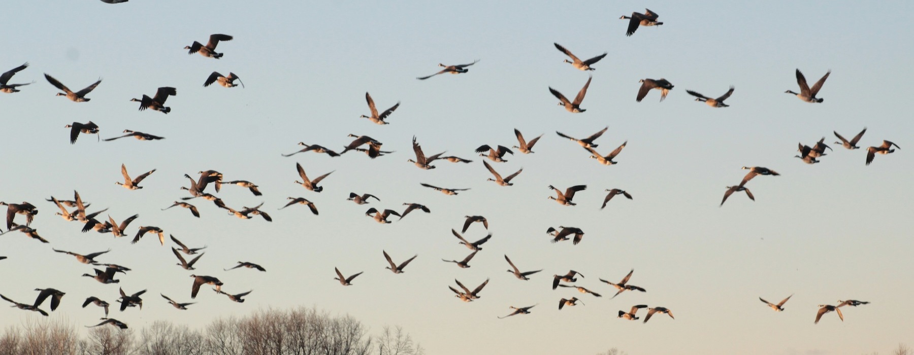 a flock of birds flying in the sky